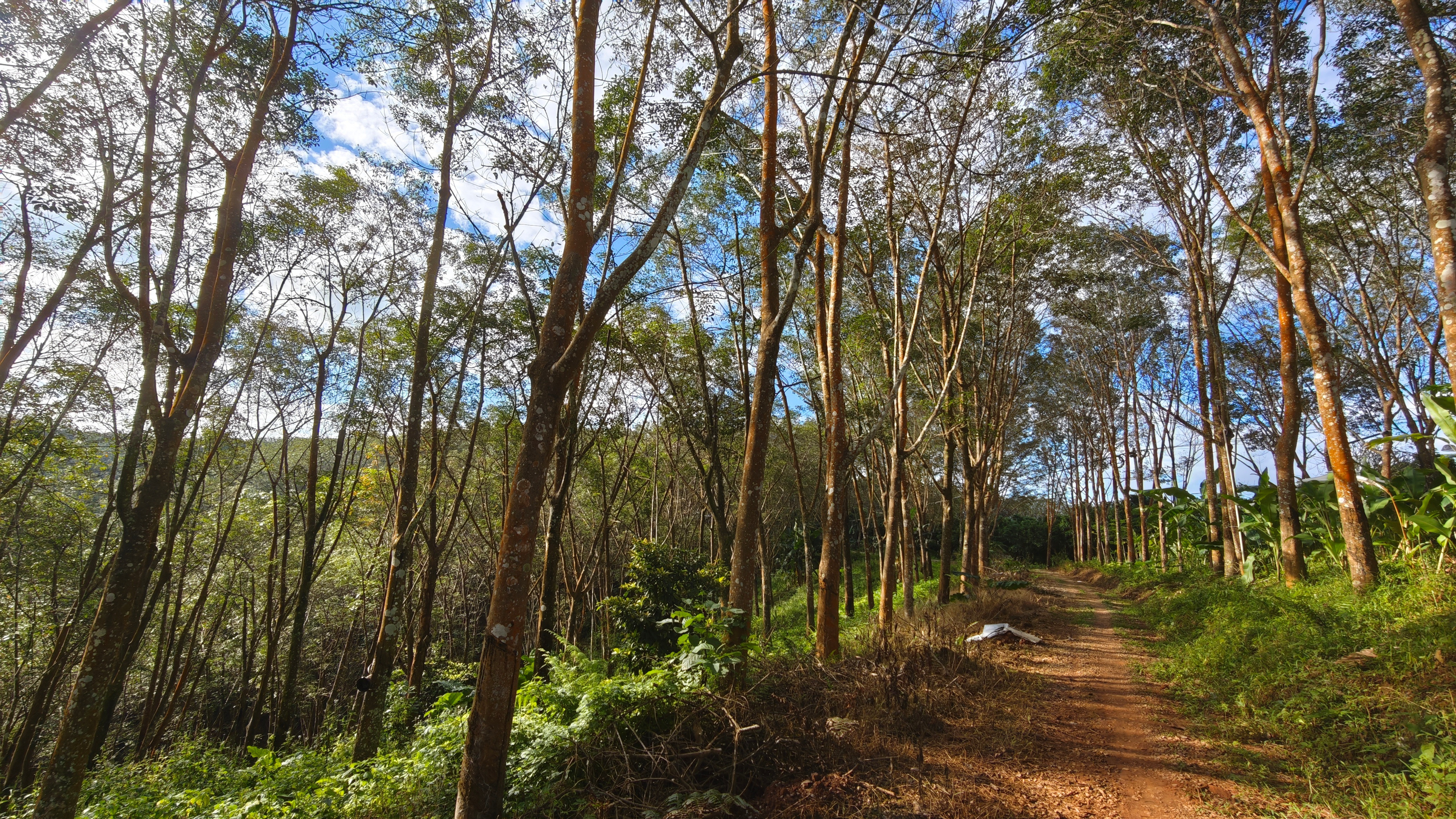 这一片都是橡胶树，我一直以为橡胶树挺大一株，原来这么细。