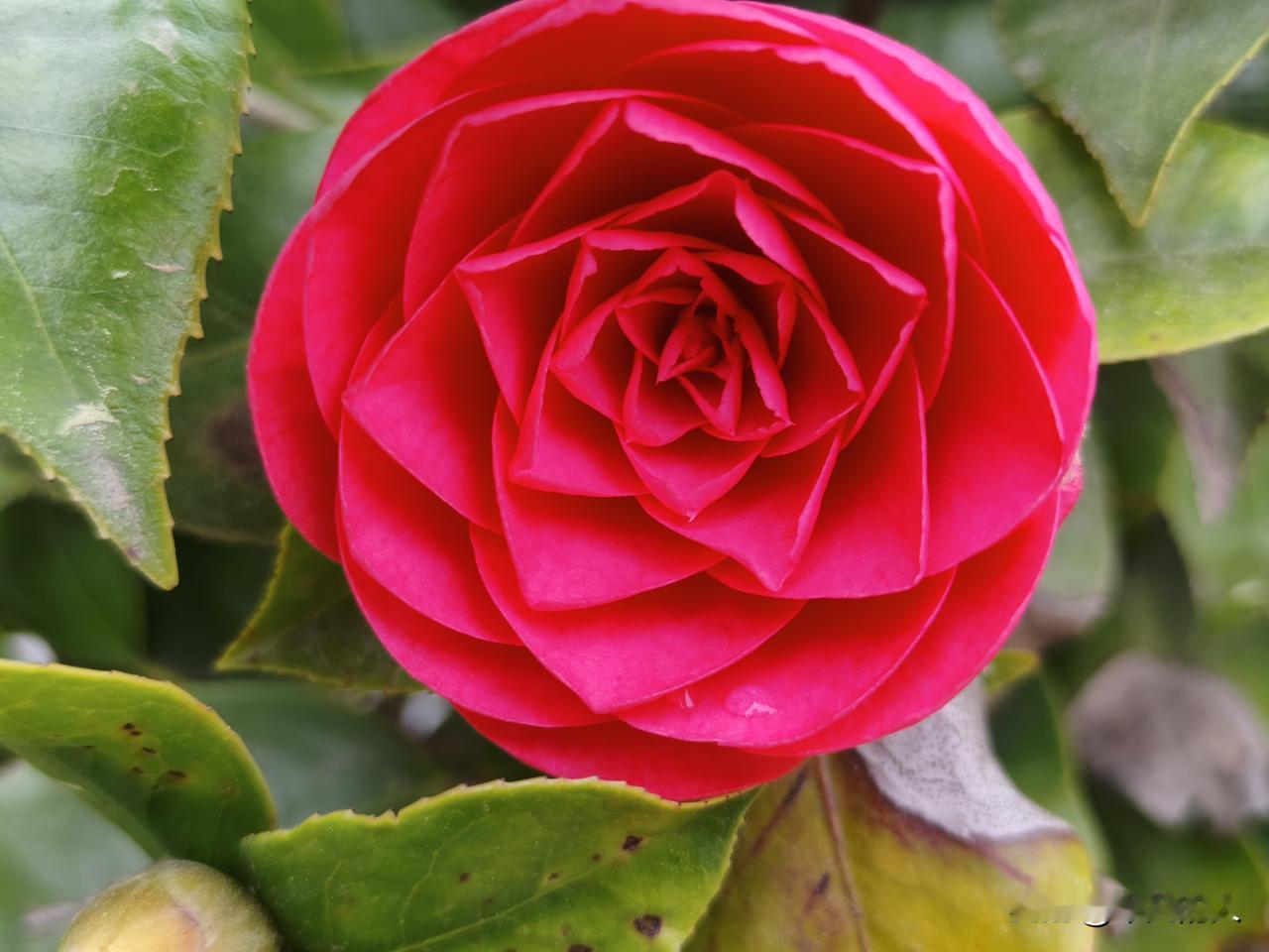 春天一到，漂亮花朵那可太多啦！这些漂亮花朵的图片，随便一拍都是大片！