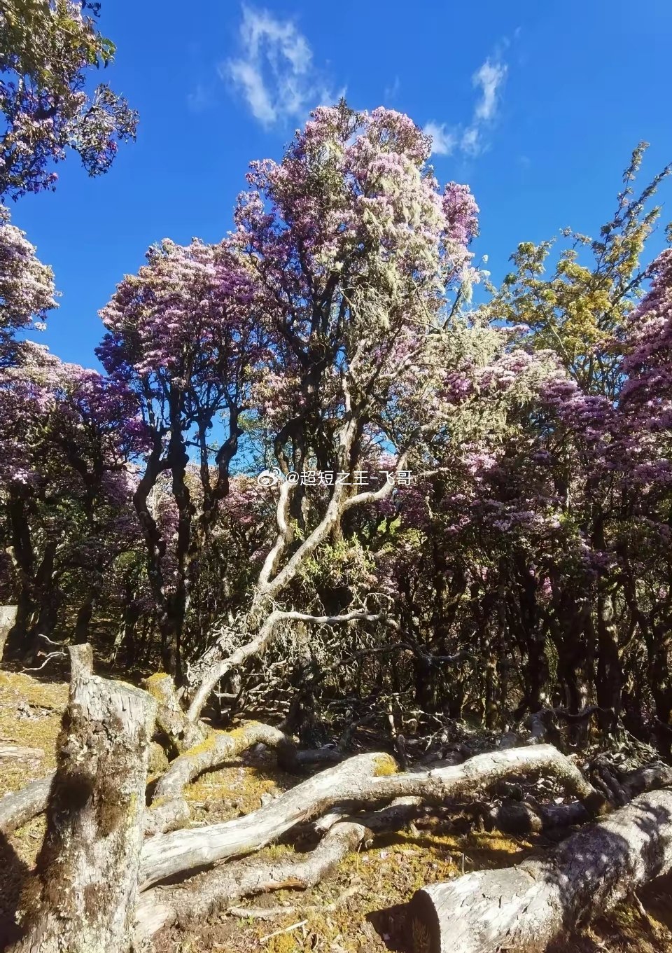 云南马耳山原始森林盗割树瘤，这几天被爆出来，终于引起了关注，后续怎样，不得而知。