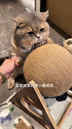 就说俺家那只猫，天天扒拉着那个球耍，跟宝贝一样！俺故意逗它两次，想抓住它哩前爪不