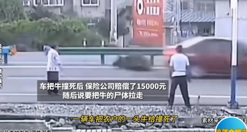 河北磁县，一位老汉牵着一头牛过马路，被疾驰而来的一辆车撞死了，肇事车的保险公司，