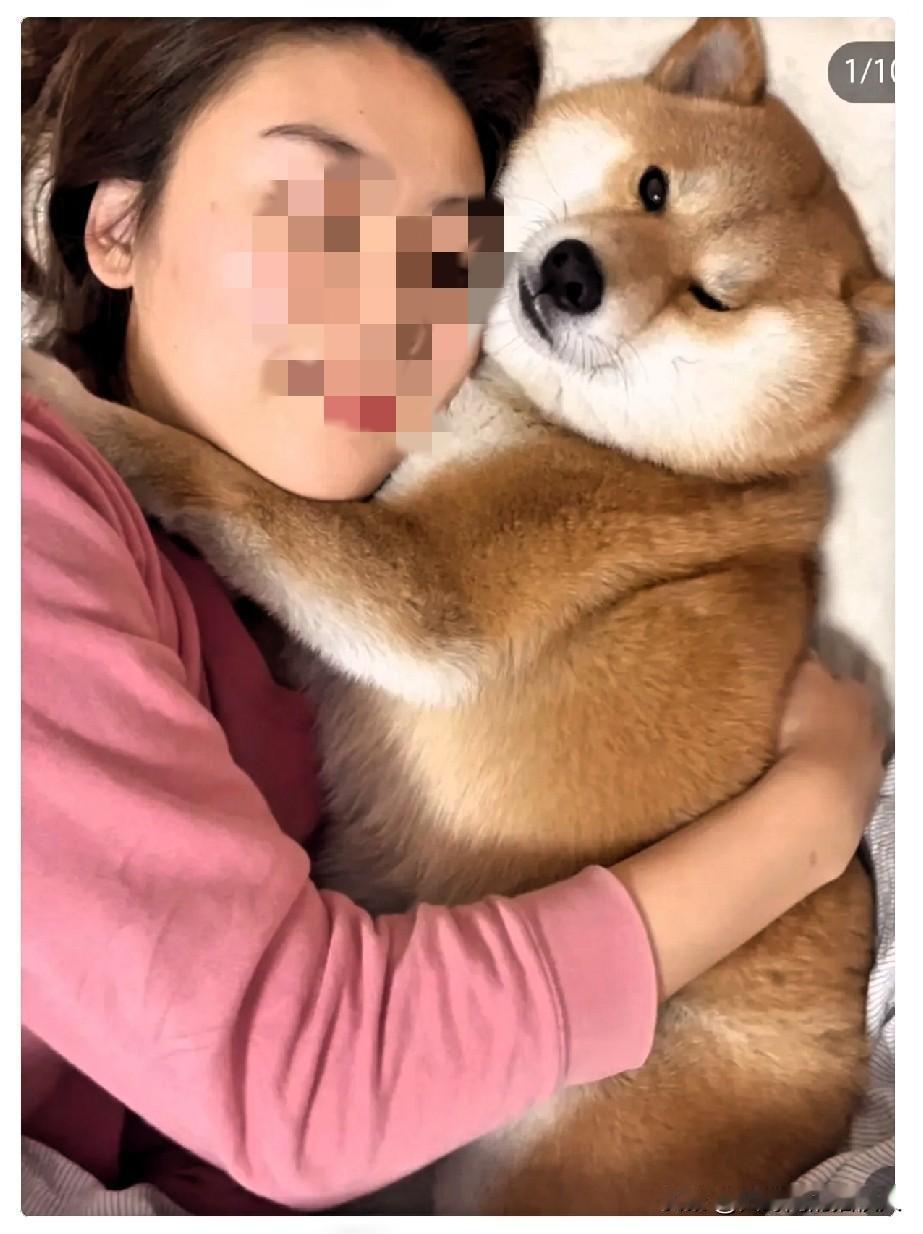 广州一女子天天抱着杜宾狗睡觉，但狗到了发情期，总频繁扑蹭黏着我！无奈之下，女