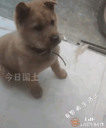 谁还敢说动物没“心思”？中华田园犬这波操作直接颠覆认知！