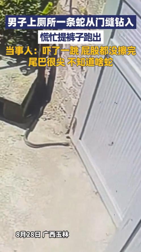 “防不胜防！”8月28日，广西玉林，一男子在上厕所时，竟然看到一条1米长的蛇，从