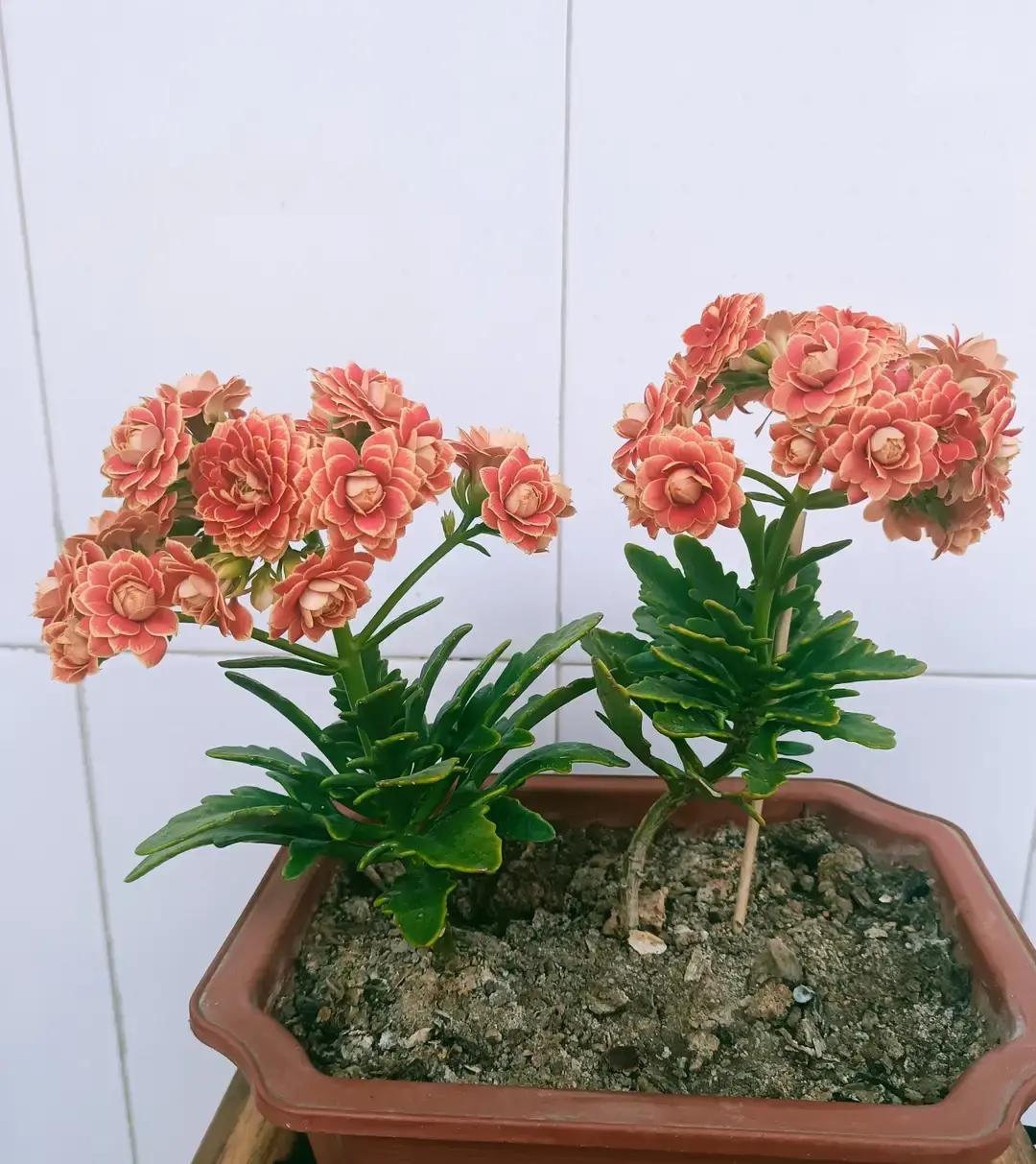 今天办业务才明白，原来这二十块钱花得真值。推开派出所大门，坐到拍照转椅上。