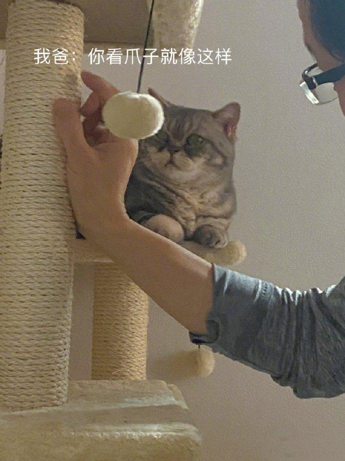 我爸在耐心地教喵胖猫抓杆的使用方法