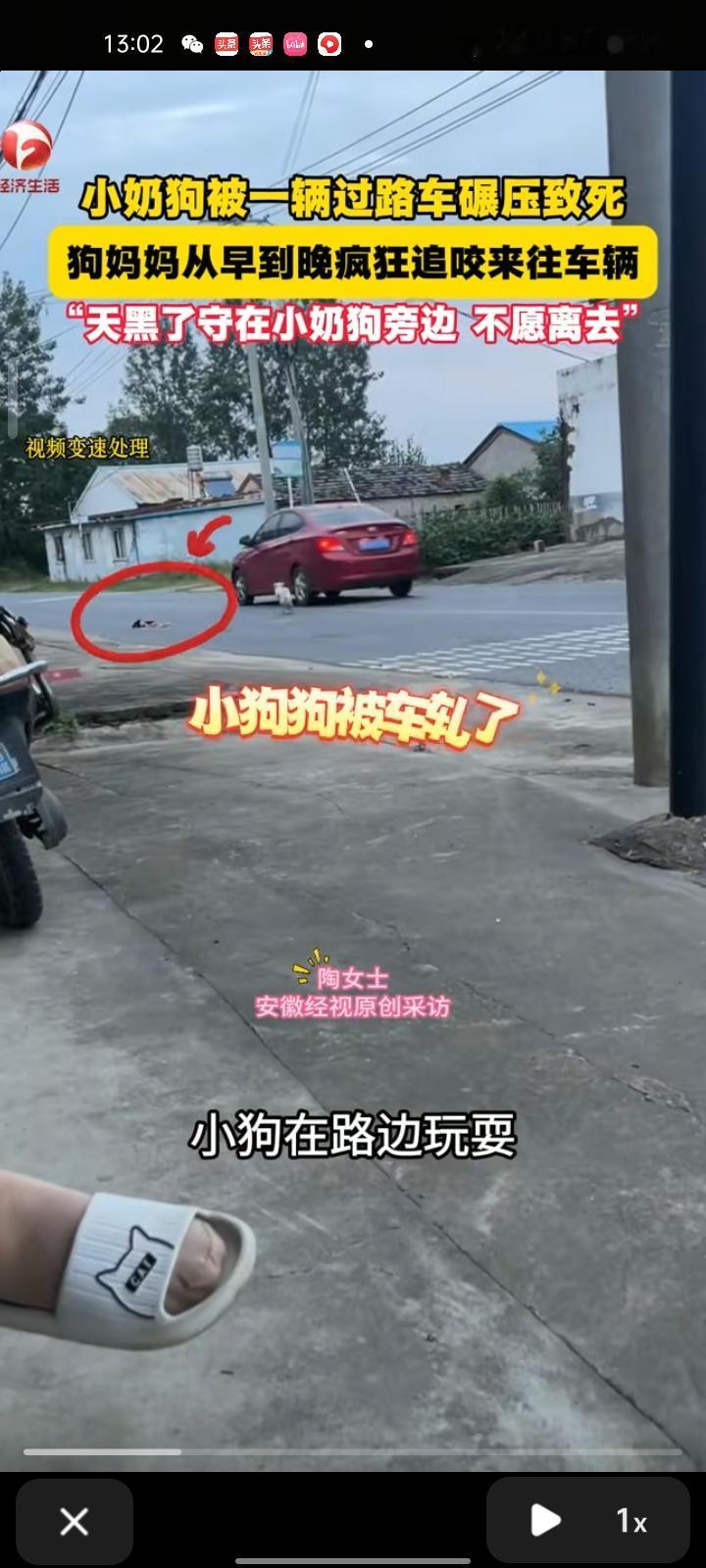 10月1日，安徽合肥。女子晒视频称，路上有一只小狗被公交车碾压致死，狗妈妈疯狂追