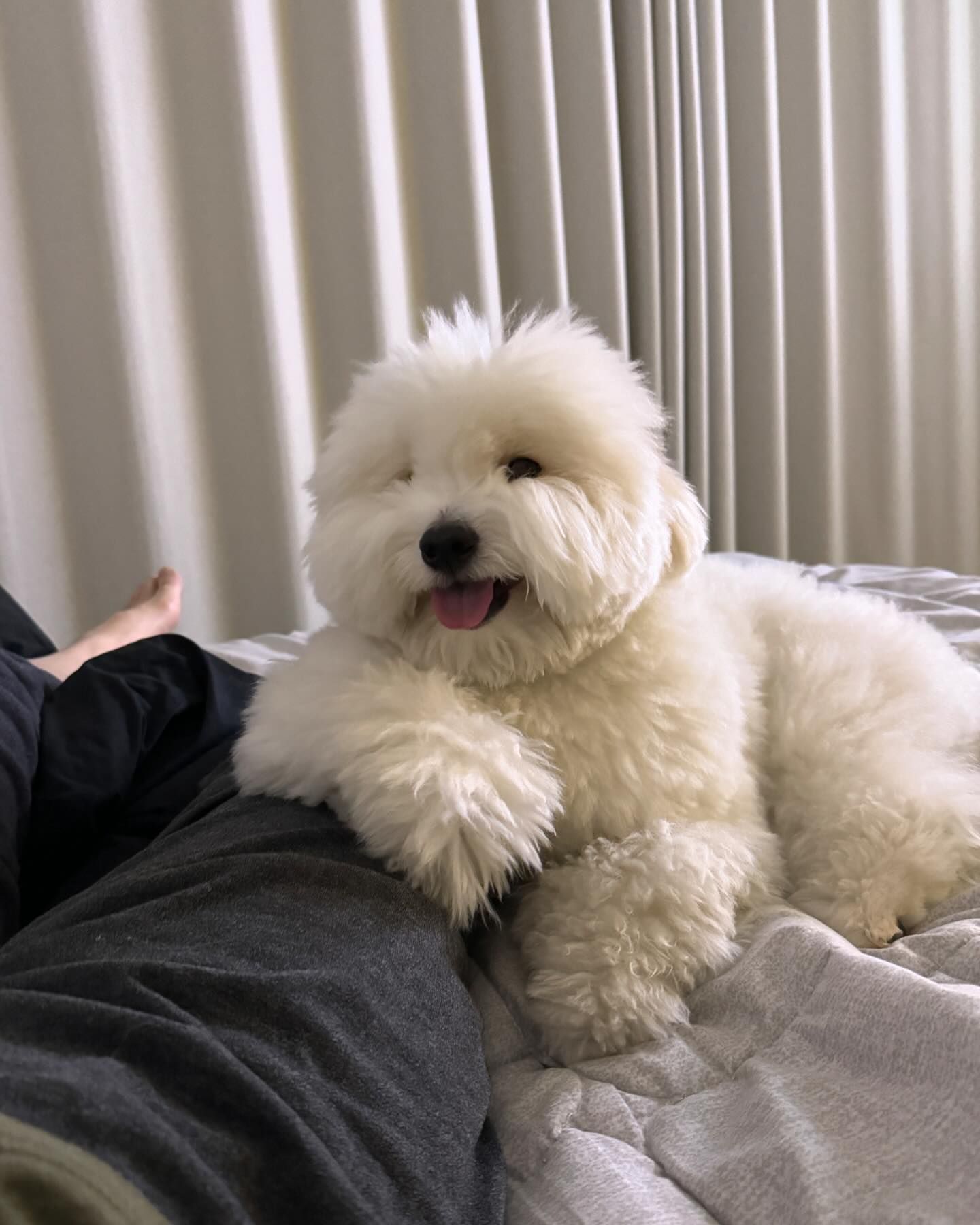 狗：想当年啊，我也是一只人见人爱花见花开的小狗​​​