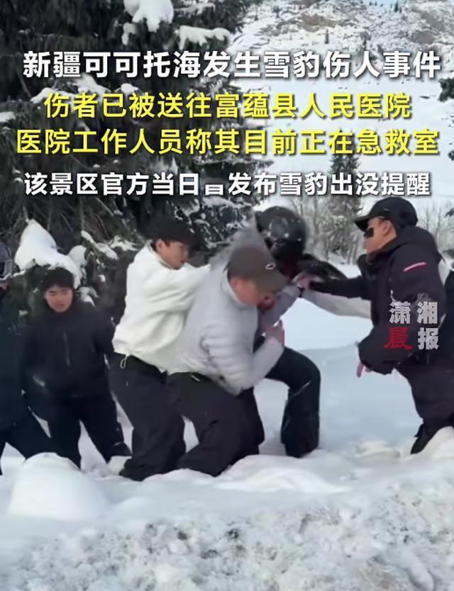 一滑雪场游客被雪豹咬伤景区早发预警却遭忽视，雪豹袭人背后的真相值得所有人警惕！