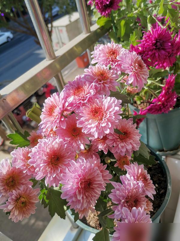 92岁高龄，每天与花草书卷为伴。这样的晚年，谁不羡慕？江苏这位老奶奶的日常，戳中