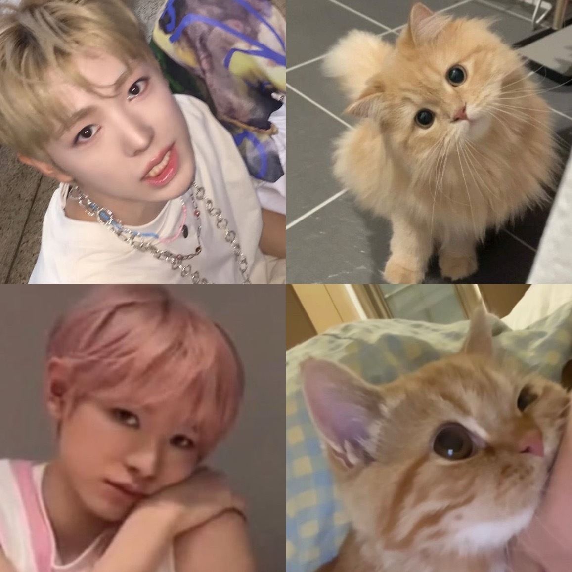 是好猫。萌萌猫。cutecat。키티。ネコちゃん。猫中顶流。完全的优质小猫。猫