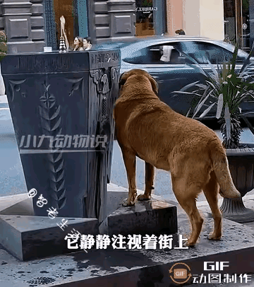 野狗子乖巧的站在街头公用饮水喷泉旁，一直等待着人过来，可有的人看见大狗就绕道走