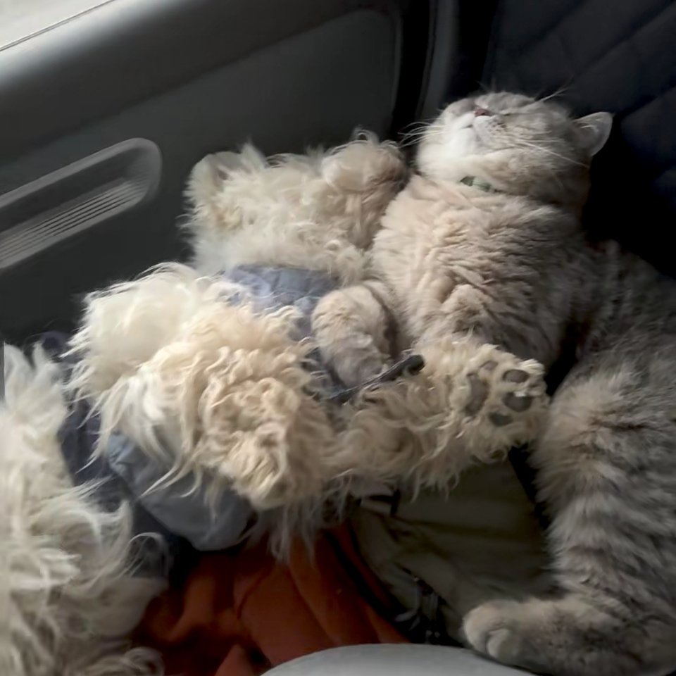 同事带着她的俩孩子自驾回老家过年，昨天打了提前量出门回天津。据说比预计打余量还晚