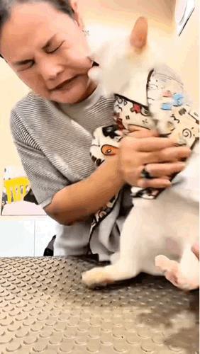 被猫咬成这样子，从来没出过门的家猫还好，不然就赶紧打疫苗去吧，需要冲洗伤口十五分