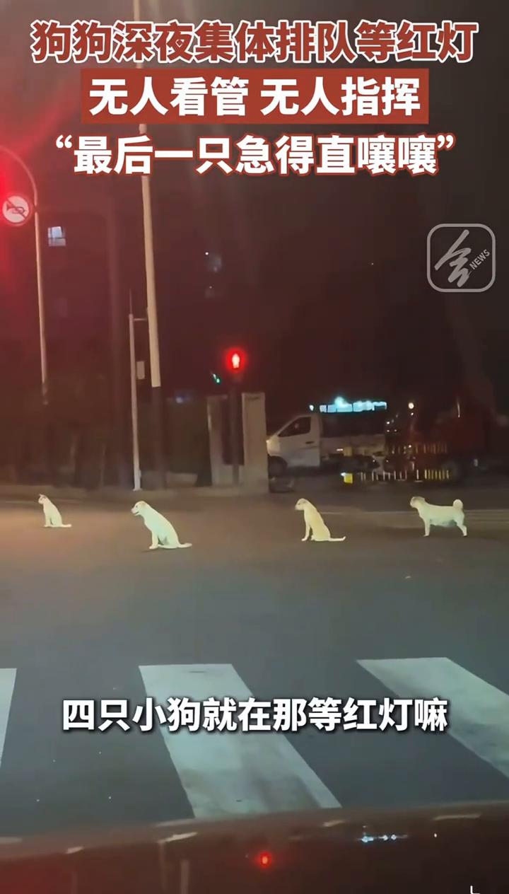 狗狗深夜集体排队等红灯，无人看管无人指挥，最后一只急得直嚷嚷。8月12日，江苏