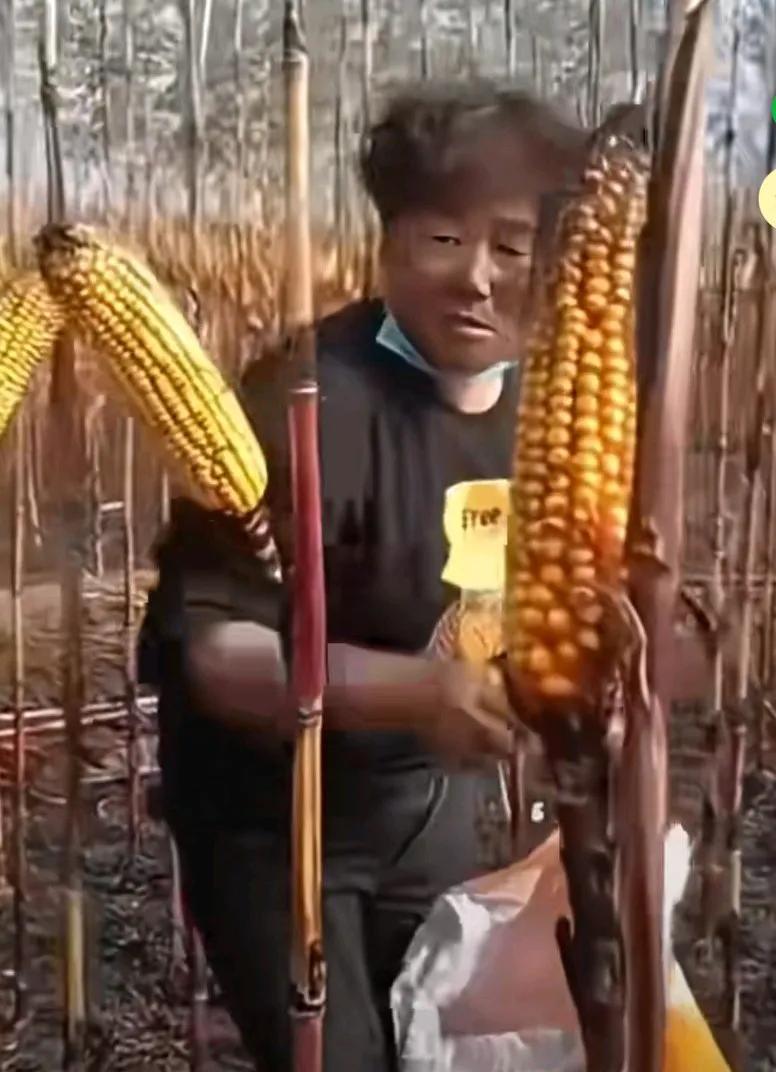 玉米地意外被烧，烧完后发现玉米格外好掰，玉米地里光杆节上长着一根玉米，大姐咔