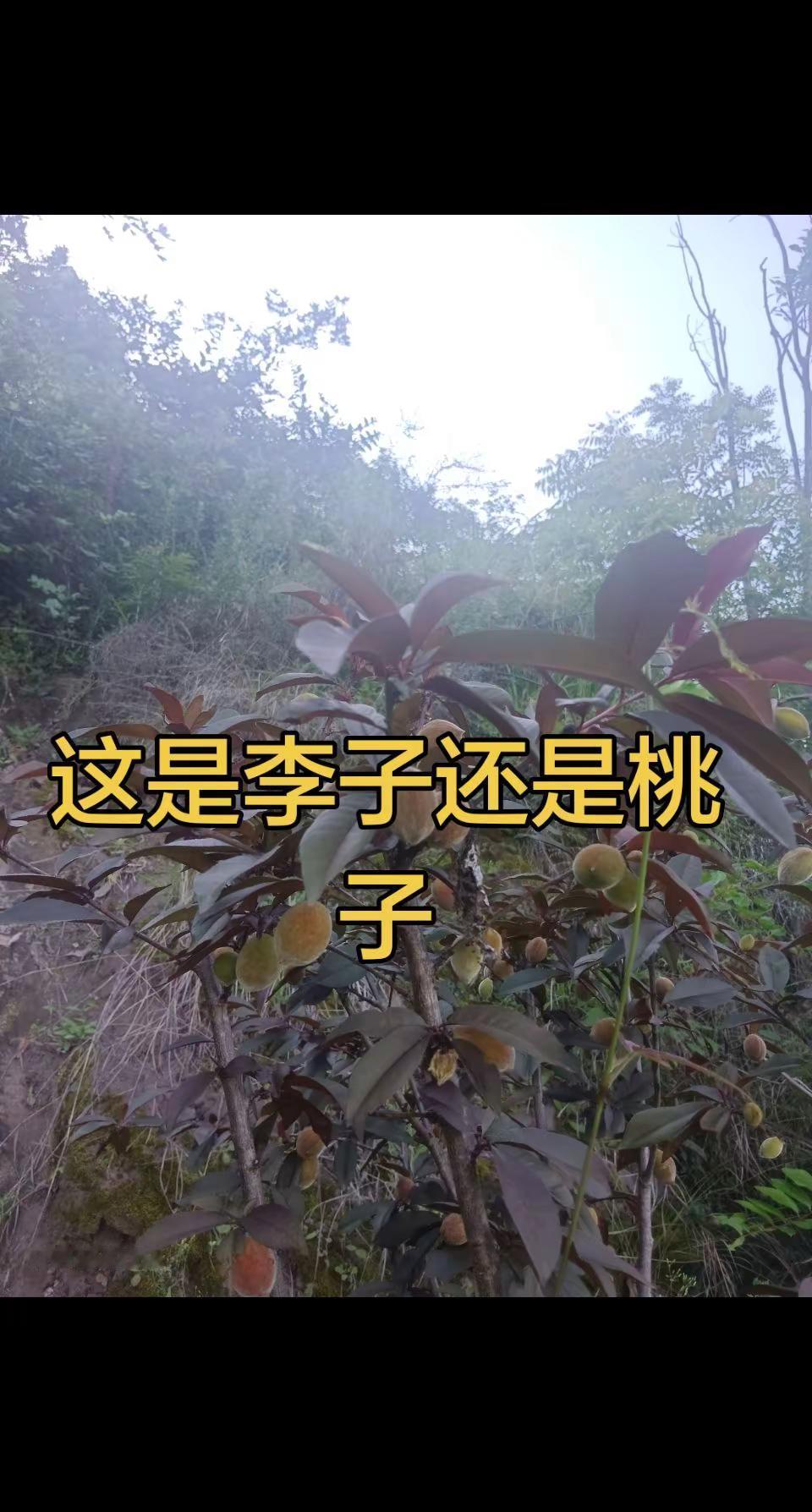 有人认得出这是啥吗？