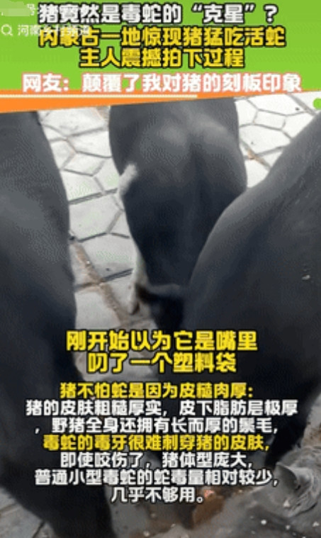冷知识又增加了！内蒙古，一女子看到自家的猪在津津有味吃东西，刚开始纳闷为啥吃塑料