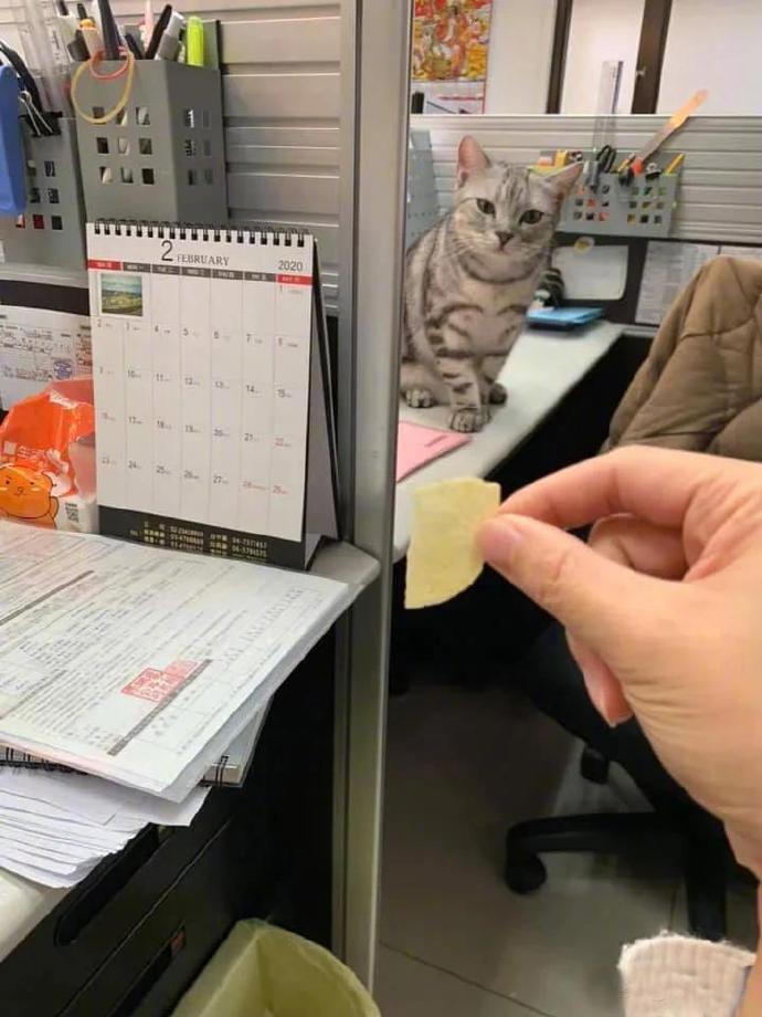 从你拿起薯片那一刻开始，猫就已经出现在你眼前了[笑着哭][笑着哭]惊不惊喜！！偷吃那