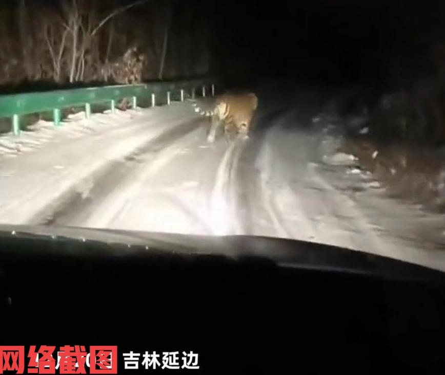 吉林延边山路上，深夜有夫妻正开车前行。突然夫妻两人看到前方，有两个小灯笼似的