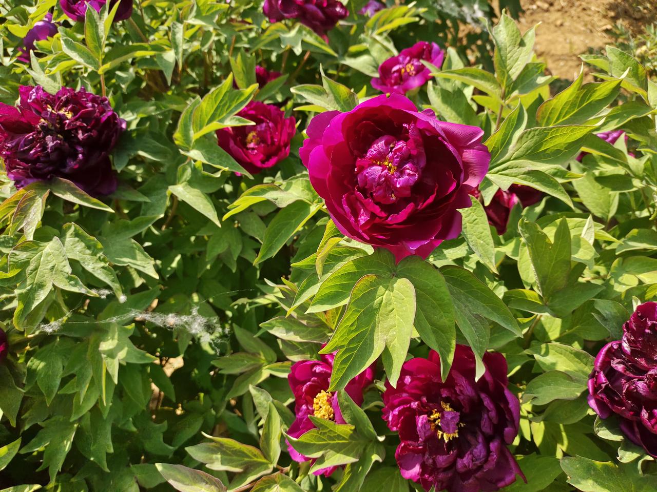 为什么大部分股民炒股是亏损的?大部分股民炒股亏损，主要是多重因素叠加的结果。