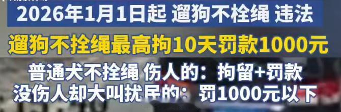 明年开始遛狗不栓绳的要刑拘了，各位遛狗爱狗人士，看好你家的狗。