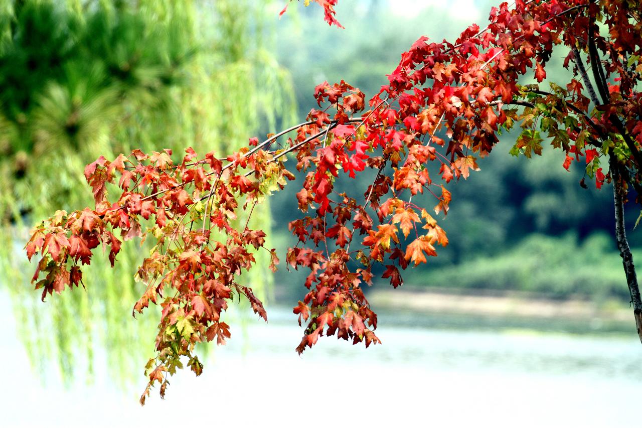 白露节气，枫叶渐红，秋意来。沈阳市奥林匹克公园内，几棵枫树的叶子渐红，让人感觉秋