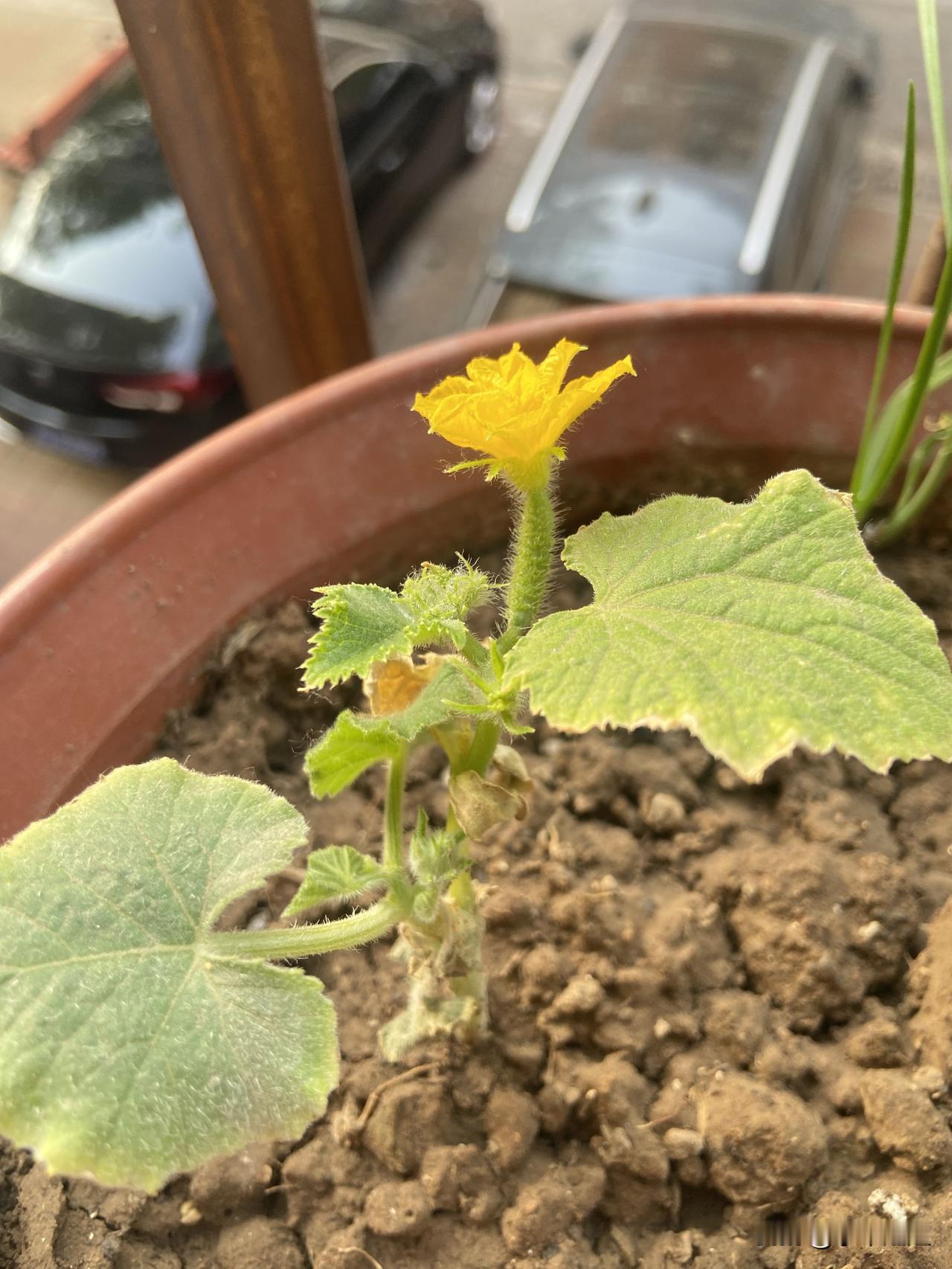 太奇怪了，我家这两棵黄瓜苗，还没怎么长叶子，就开花了，还结了小黄瓜了！我半个月