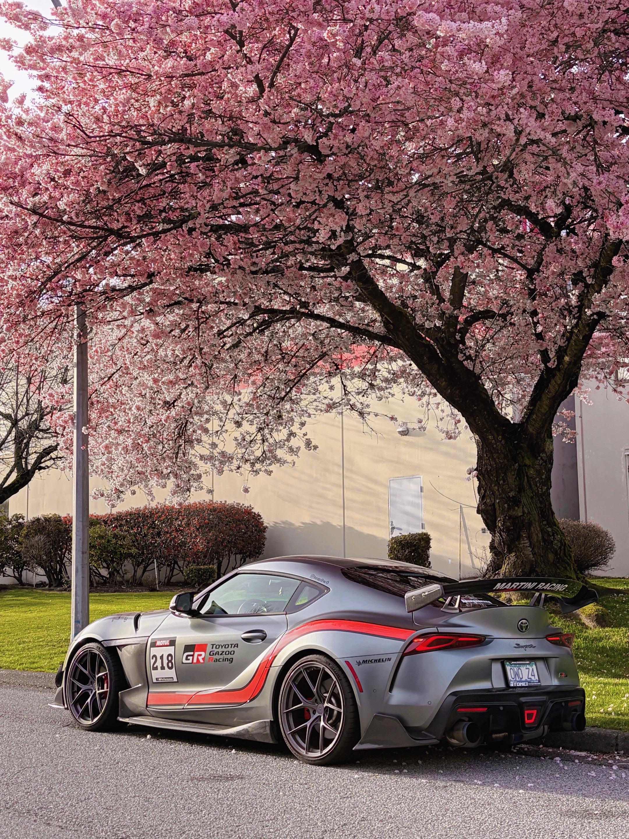 2026的樱花又开了。