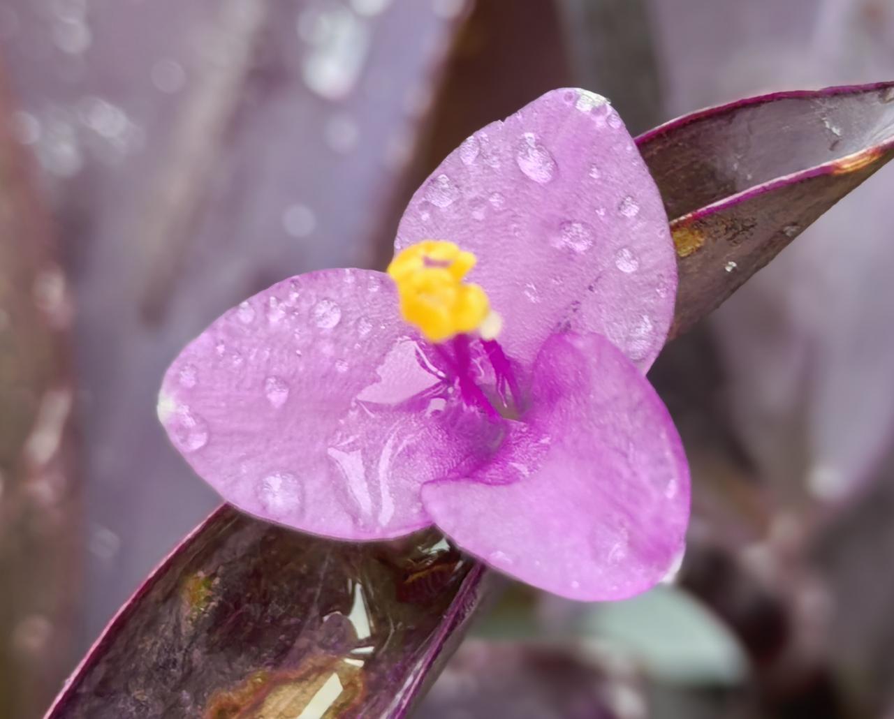 一户人家两兄弟。大哥两个女儿，一个女儿大学老师，一个女儿公务员。小弟一个儿子，儿