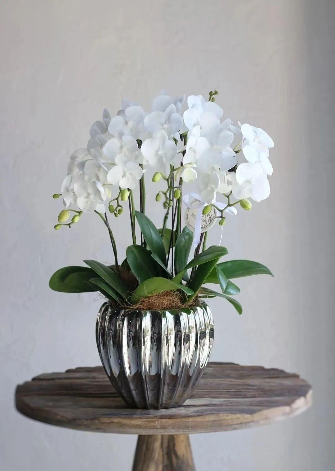 蝴蝶兰之美——白天鹅在纯白系蝴蝶兰中，“白天鹅”是素净美学的极致代表。花瓣质