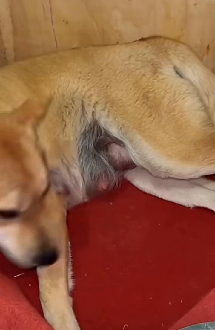 我要当妈妈了。