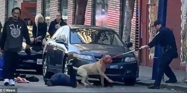 9月8日上午，美国旧金山街头，一名女子经过路边时，一只比特犬突然从街对面冲过来撕