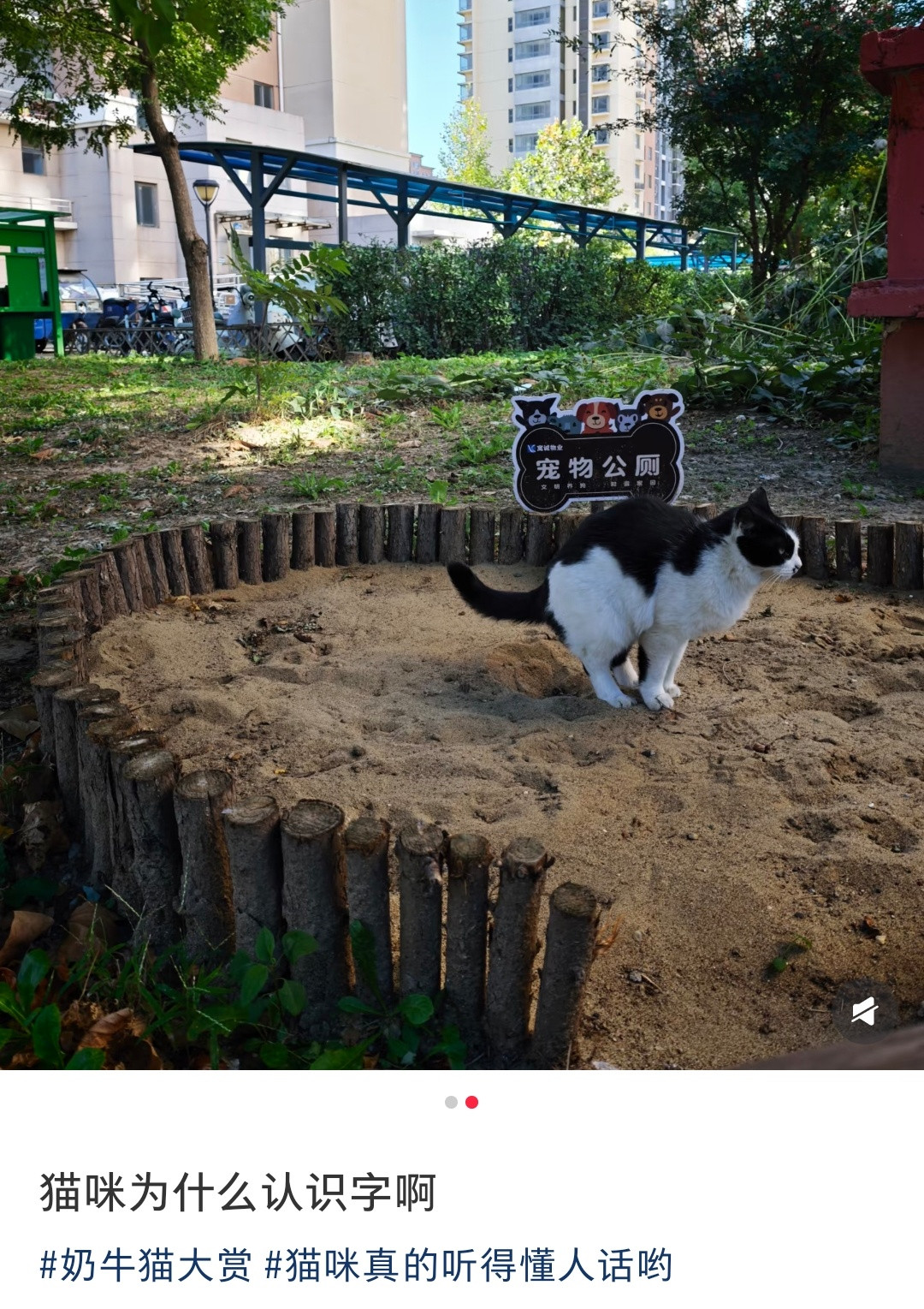 小猫咪不需要识字，因为这里太适合当猫咪🚾了[笑着哭]​​​