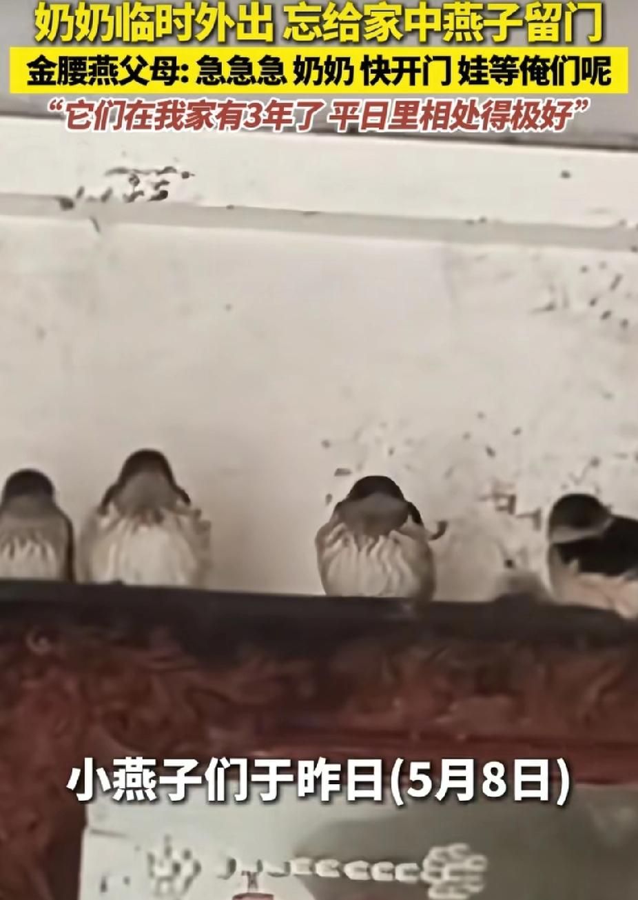 泪目了！很难得见到这么通人性的燕子，广东奶奶日常和家中燕子和睦相处多年，出门时一