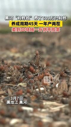 “这个农村女人火了！”近日，黑龙江女子靠养蚂蚱发家致富，卖30元一斤饭店老板还抢