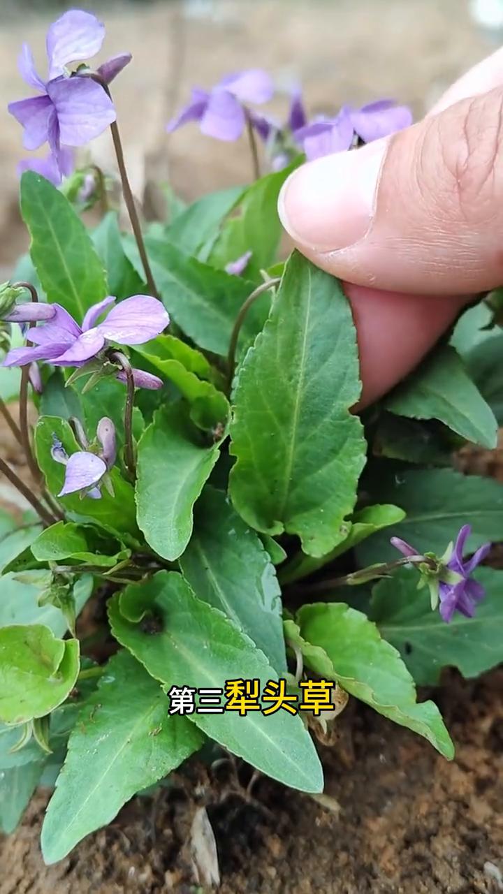 注意看，要是在野外不小心被毒蛇咬伤，这12种植物来帮忙。·第一、七叶一枝花，又