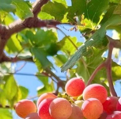 葡萄的种植方法一、栽植时间：种植葡萄时无论是露地还是大棚栽培都应选在春季进行，具