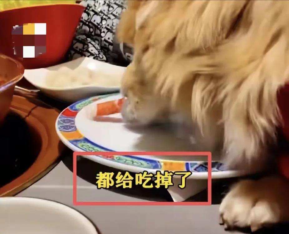 带狗狗去北京火锅店吃涮羊肉的女主人给所有养狗的主人们上了一课，无论你家的狗狗多