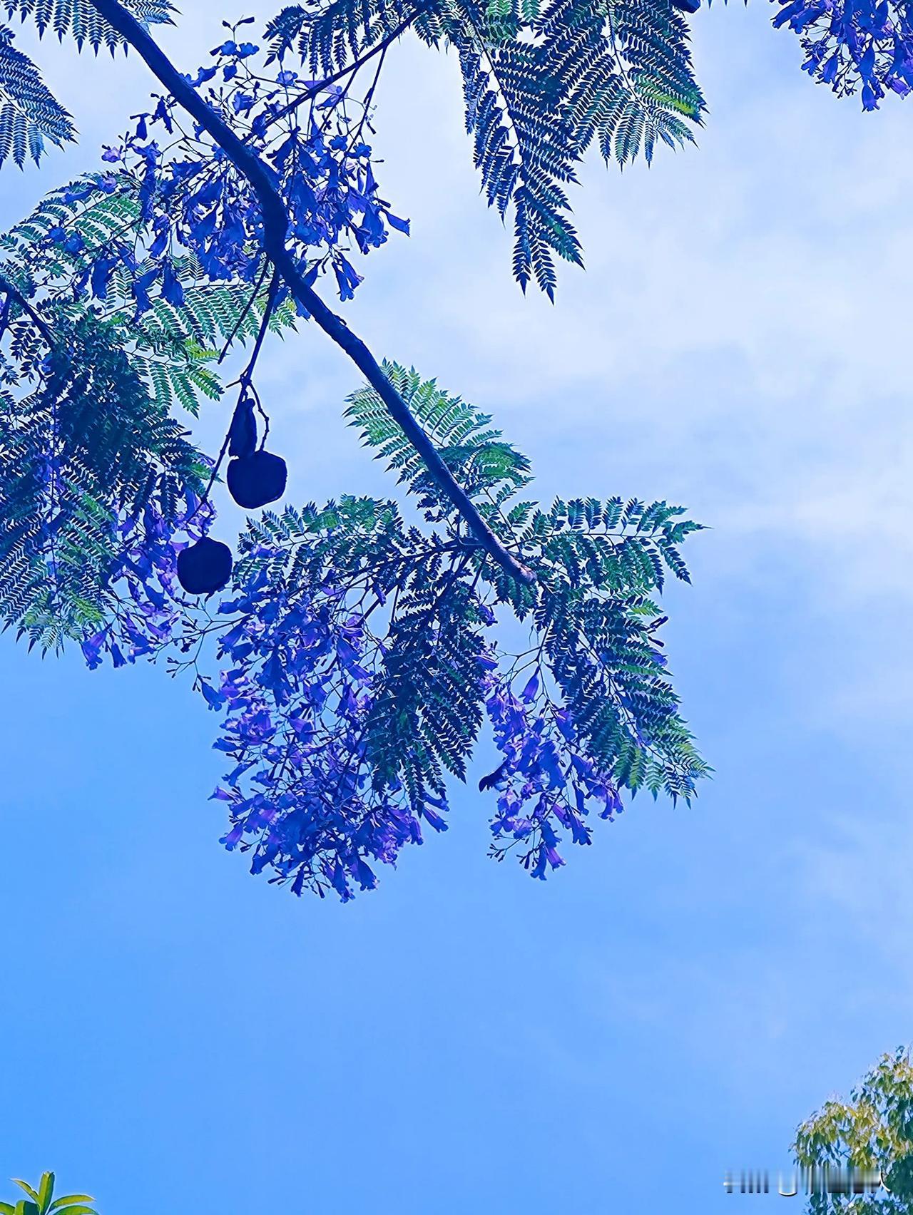 花季即将落幕的蓝花楹蓝花楹街拍公园道蓝花楹蓝花楹公园随手拍一拍记录美好时