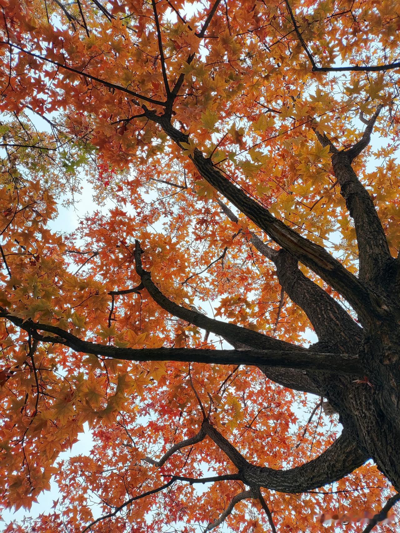 茶叶能泡的遍数没有固定标准，核心取决于茶叶种类、品质和冲泡方式（水温、投茶量、浸