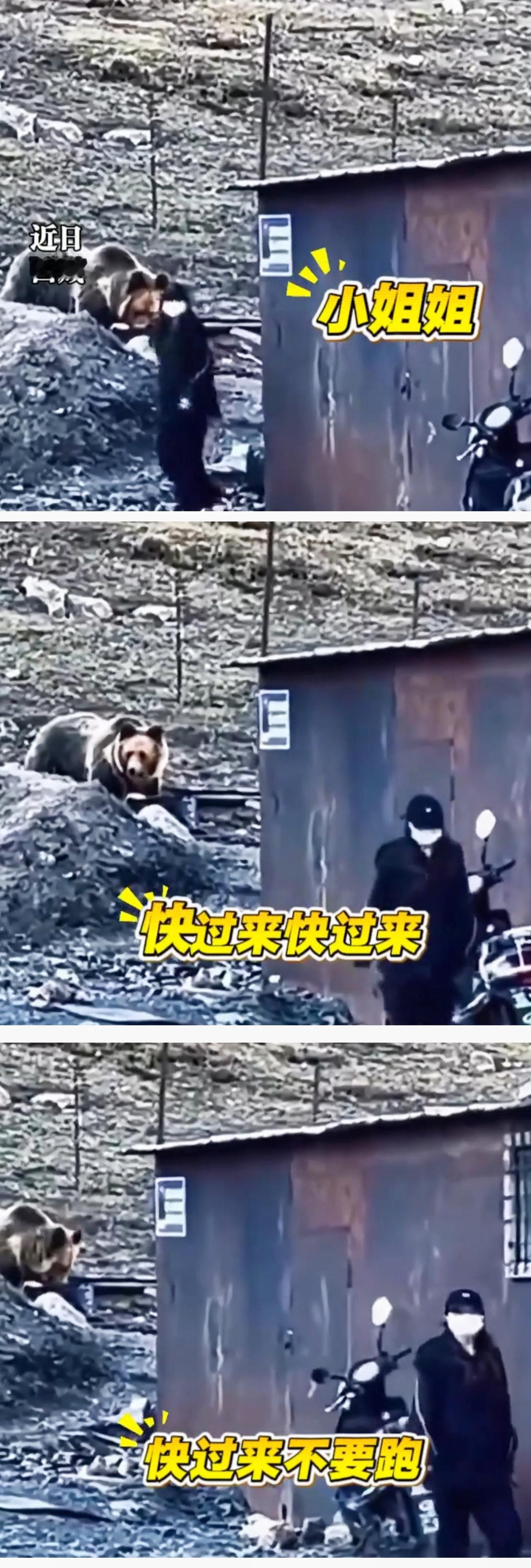 “不要命了！”西藏萨普景区，一名女子游玩时，为拍近距离照片，竟走到野生藏马熊跟