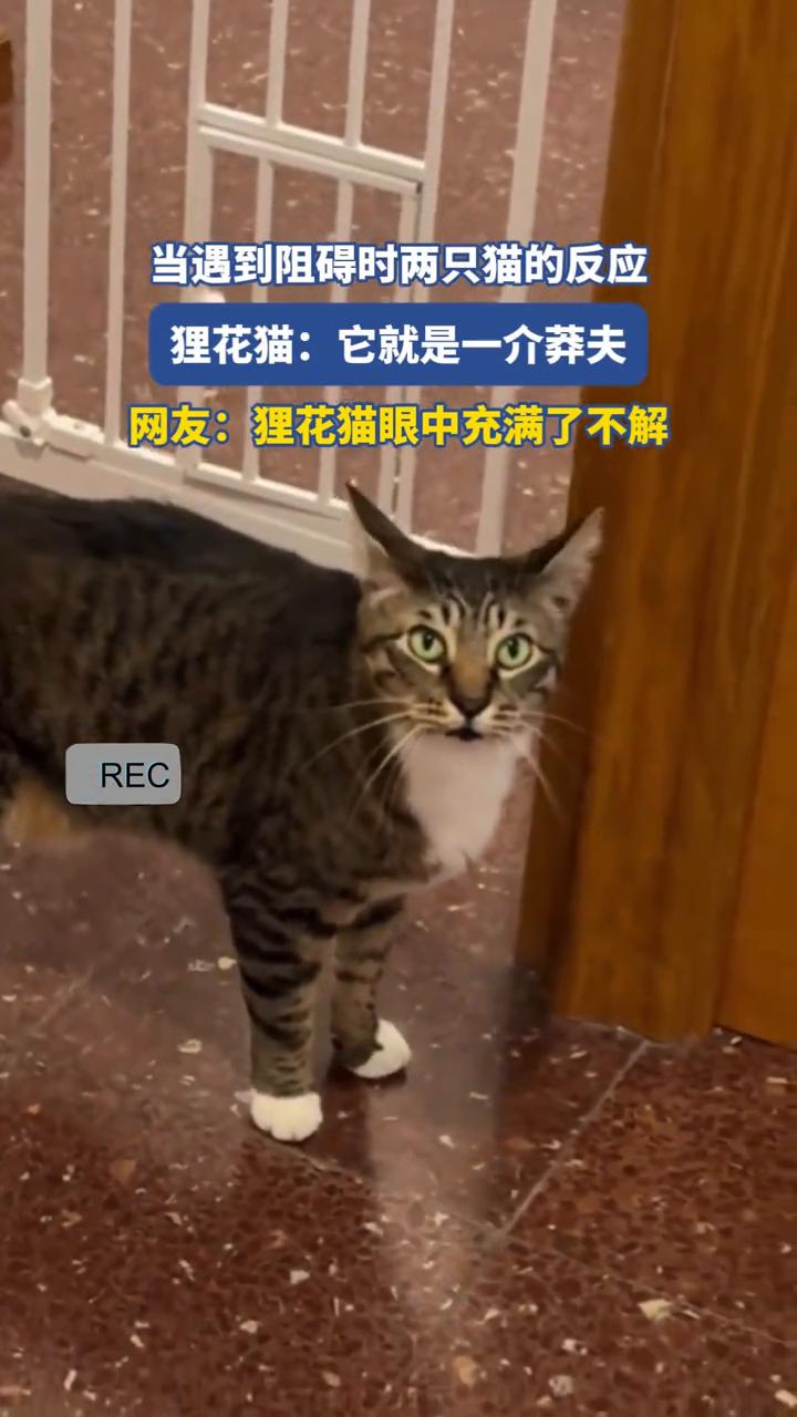 当遇到阻碍时两只猫的反应。狸花猫：它就是一介莽夫。网友：狸花猫眼中充满了不解。
