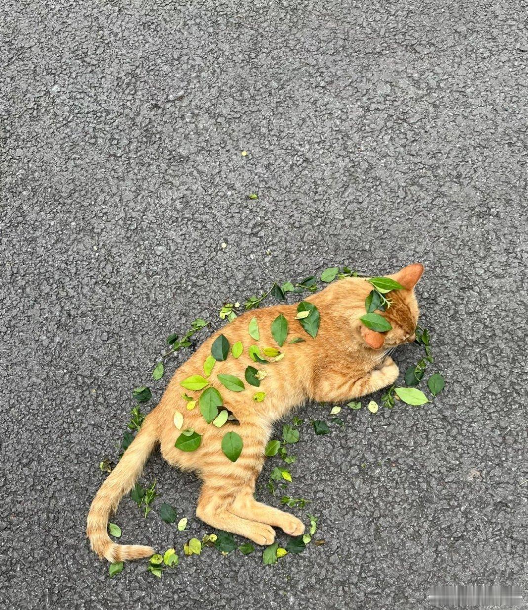 好可爱啊，猫咪太会玩了！我的幽默灵感片场​​​