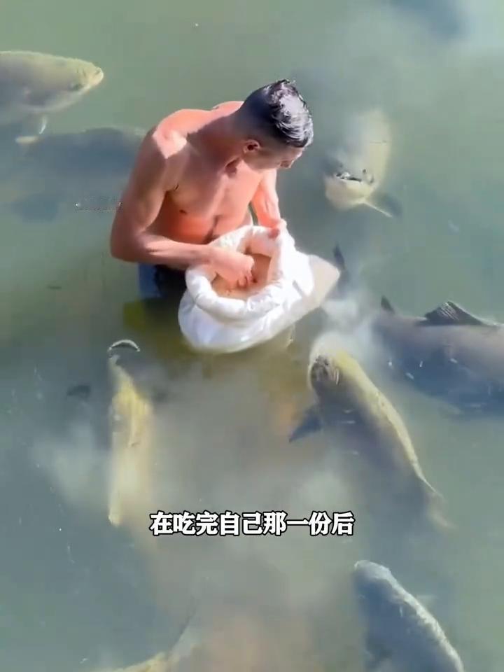 男人从袋子里拿出鱼粮捏了捏，然后一个一个喂给了身旁这些大鱼。喂完男人还不忘摸摸鱼