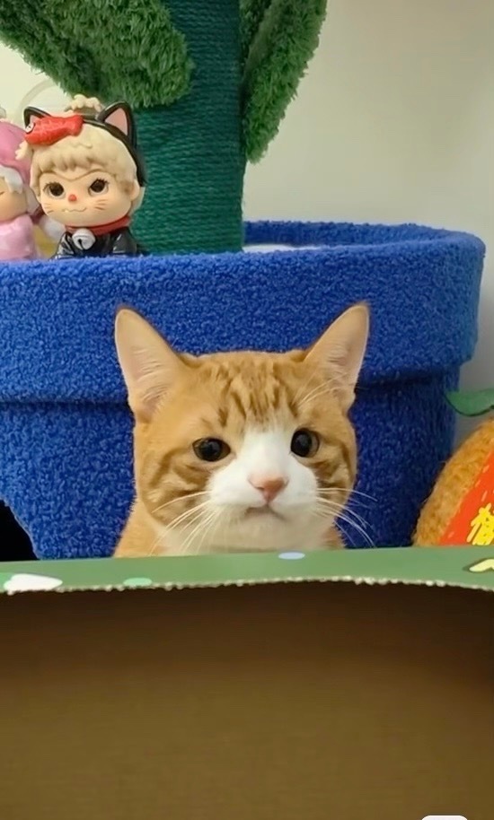 来自单眼皮小猫的不满