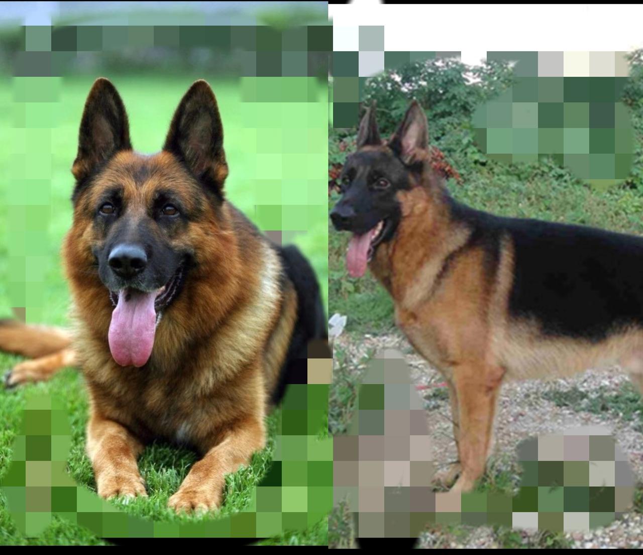 卖怀孕牧羊犬的老人，和700块救下它的人，差的不止是善意刷到条