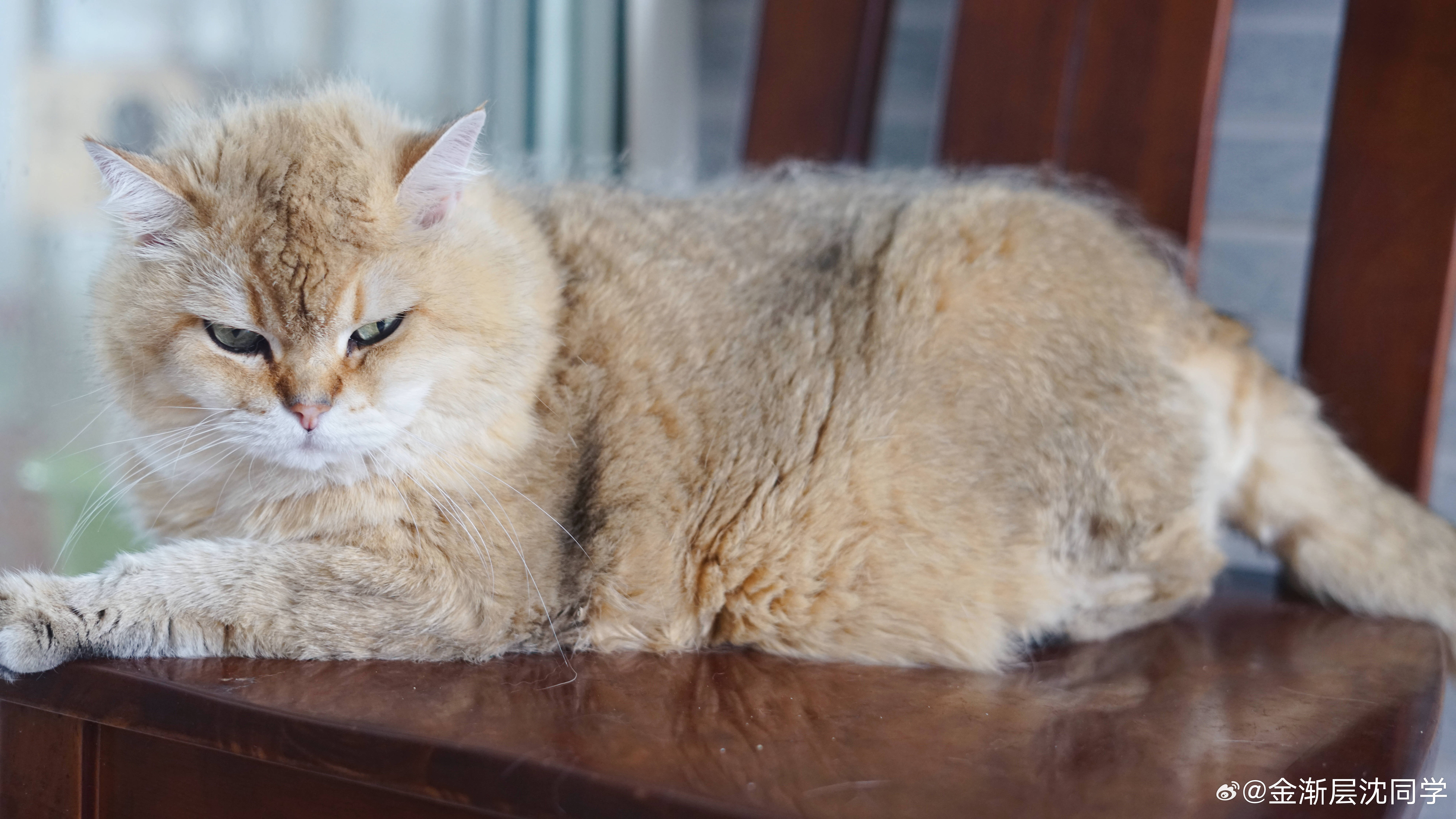 鸡腿猫真茂密，每天数不清的浮毛萌宠猫咪