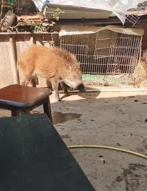 “解释不清了！”12月15日报道广东，一头野猪跑到男子家中，男子看它瘦得皮包骨还