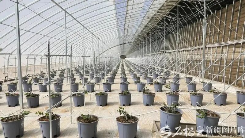 新疆建成最大蓝莓种植基地!